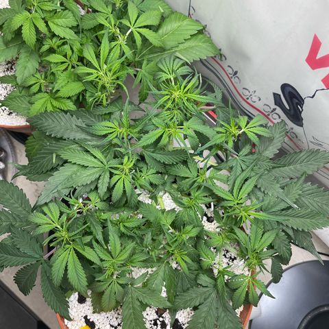 gorilla cookies auto - 9l plastic - herbsoil growlog photo: grow : 1
bloom : 2
top max : 1
heaven : 3
good night ❤️