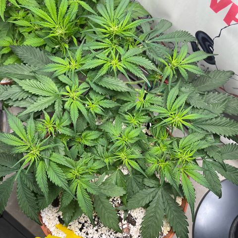 gorilla cookies auto - 9l plastic - herbsoil growlog photo: good morning ❤️