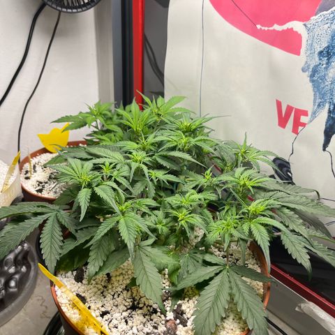 gorilla cookies auto - 9l plastic - herbsoil growlog timeline photo