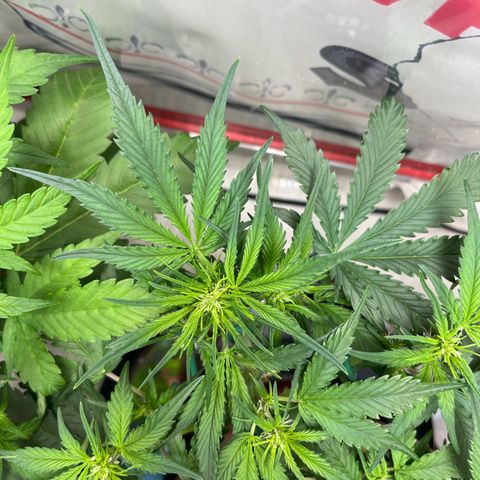 gorilla cookies auto - 9l plastic - herbsoil growlog timeline photo