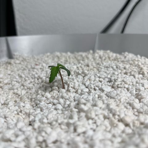 six shooter auto - 12l aero pod - light mix growlog timeline photo