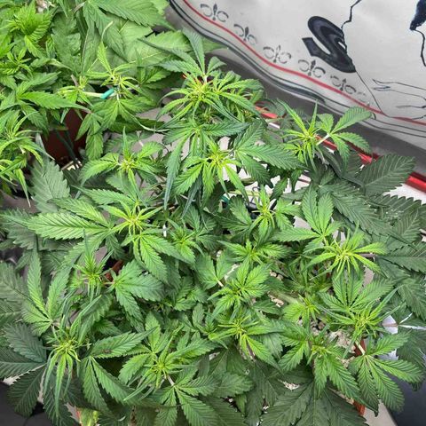 gorilla cookies auto - 9l plastic - herbsoil growlog photo: good night ❤️