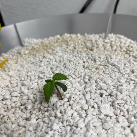 six shooter auto - 12l aero pod - light mix growlog timeline photo