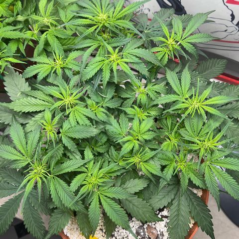 gorilla cookies auto - 9l plastic - herbsoil growlog photo: good morning ❤️