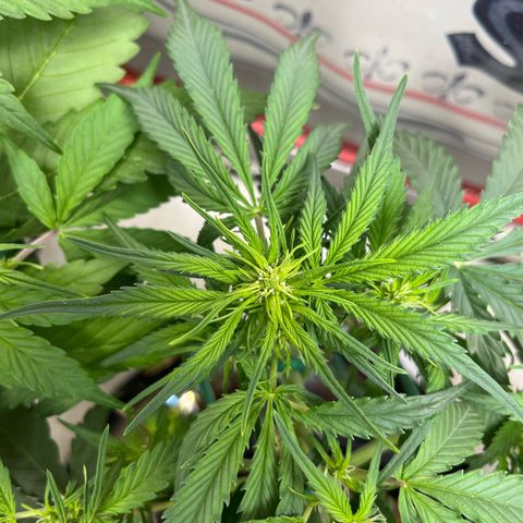 gorilla cookies auto - 9l plastic - herbsoil growlog timeline photo