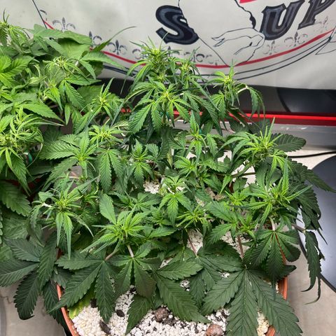 gorilla cookies auto - 9l plastic - herbsoil growlog photo: 22:00 now we are looking thirsty
feeding tmrw morning 