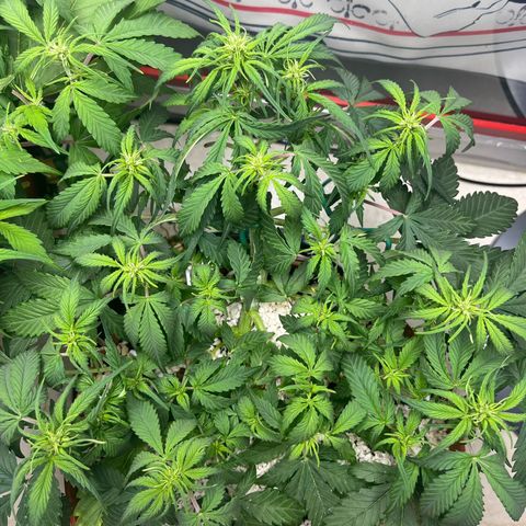 gorilla cookies auto - 9l plastic - herbsoil growlog photo: good morning ❤️mama cookie had a good breakfast 