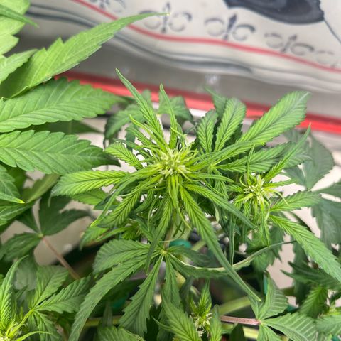 gorilla cookies auto - 9l plastic - herbsoil growlog timeline photo