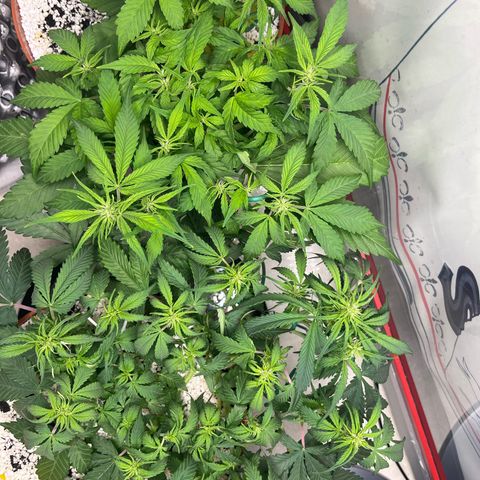 gorilla cookies auto - 9l plastic - herbsoil growlog photo: 2 different phenos…..