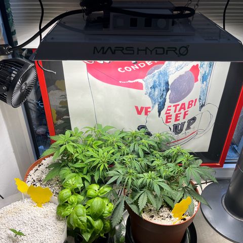 gorilla cookies auto - 9l plastic - herbsoil growlog photo: added basil as repellant companion crop, gonna get more herbs tmrw let’s hope this helps 🤞
