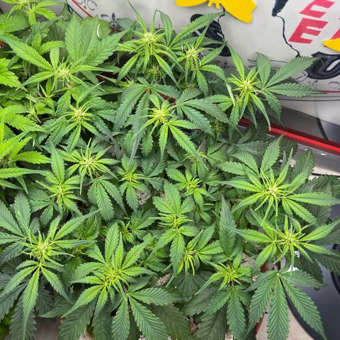 gorilla cookies auto - 9l plastic - herbsoil growlog photo: good morning ❤️