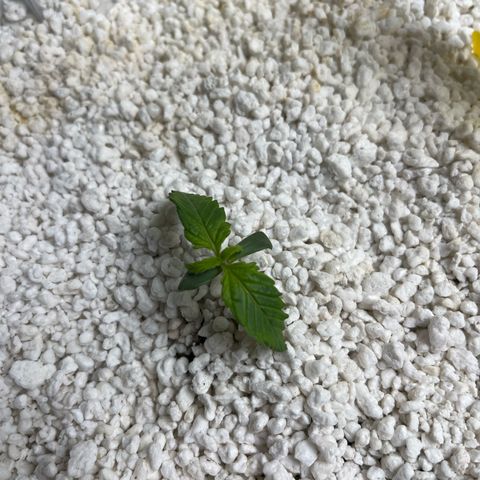 six shooter auto - 12l aero pod - light mix growlog timeline photo