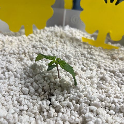 six shooter auto - 12l aero pod - light mix growlog timeline photo