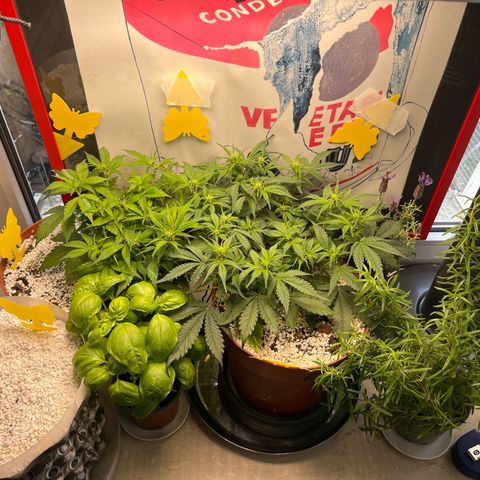 gorilla cookies auto - 9l plastic - herbsoil growlog photo: companion crops:
- Basil
- Rosemary
- Lavender 