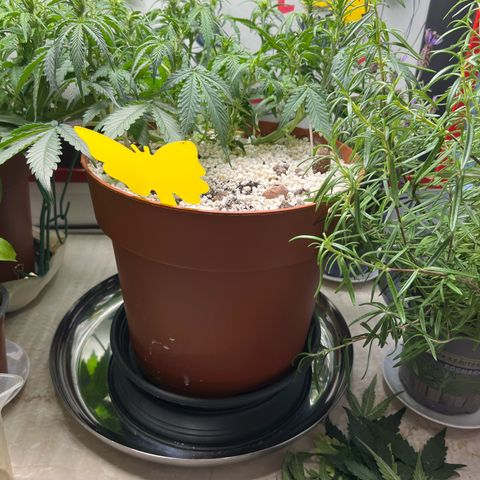 gorilla cookies auto - 9l plastic - herbsoil growlog photo: light defoliation on bottom leaves