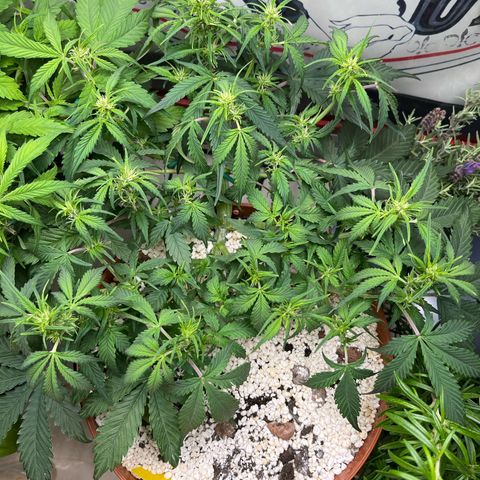 gorilla cookies auto - 9l plastic - herbsoil growlog photo: light defoliation on bottom leaves