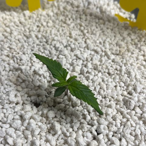 six shooter auto - 12l aero pod - light mix growlog timeline photo