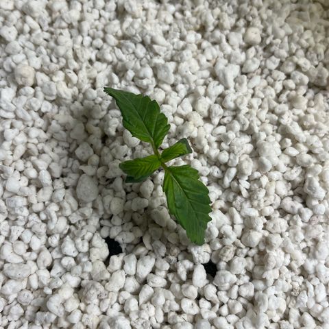 six shooter auto - 12l aero pod - light mix growlog timeline photo