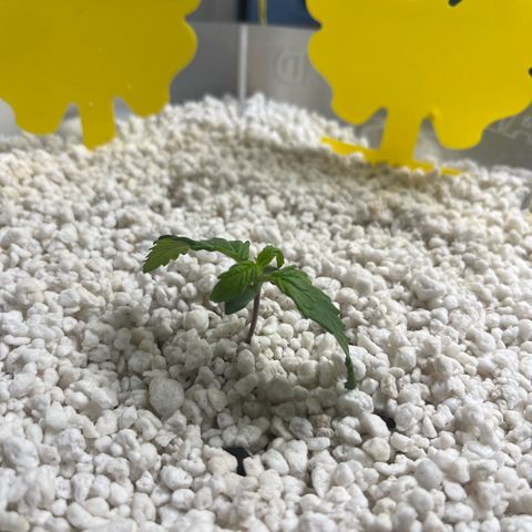 six shooter auto - 12l aero pod - light mix growlog timeline photo