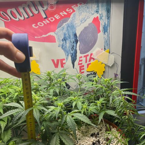 gorilla cookies auto - 9l plastic - herbsoil growlog photo: ❤️