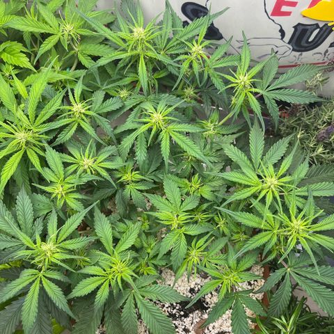 gorilla cookies auto - 9l plastic - herbsoil growlog photo: ❤️