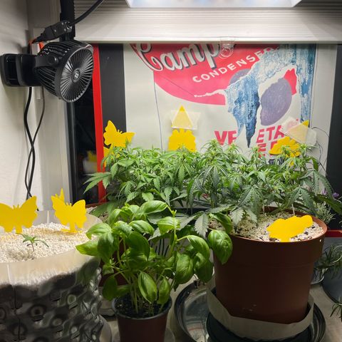gorilla cookies auto - 9l plastic - herbsoil growlog timeline photo