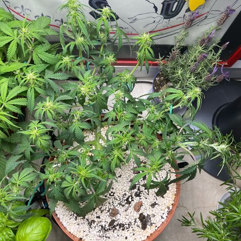 gorilla cookies auto - 9l plastic - herbsoil growlog photo: defoliated lower leaves and small branches which fell back and did more LST to spread out the canopy