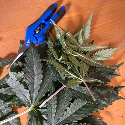gorilla cookies auto - 9l plastic - herbsoil growlog photo: defoliated lower leaves and small branches which fell back and did more LST to spread out the canopy