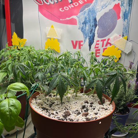 gorilla cookies auto - 9l plastic - herbsoil growlog photo: defoliated lower leaves and small branches which fell back and did more LST to spread out the canopy