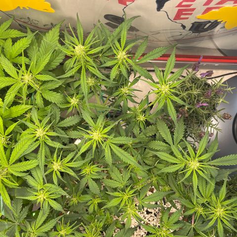 gorilla cookies auto - 9l plastic - herbsoil growlog timeline photo