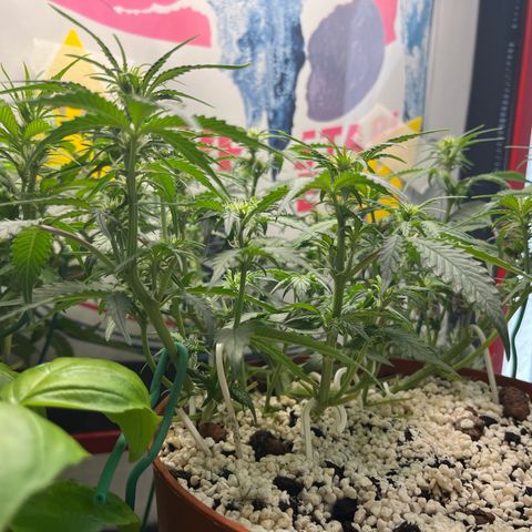 gorilla cookies auto - 9l plastic - herbsoil growlog timeline photo