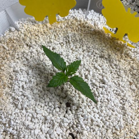 six shooter auto - 12l aero pod - light mix growlog timeline photo