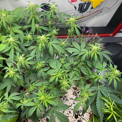 gorilla cookies auto - 9l plastic - herbsoil growlog timeline photo