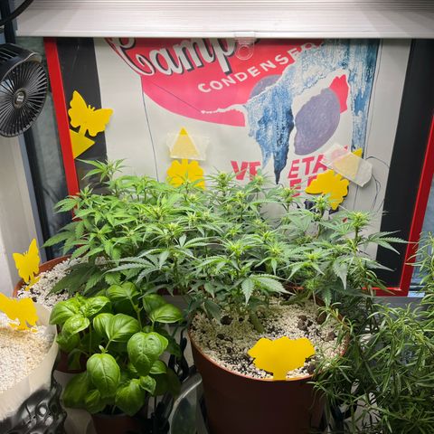 gorilla cookies auto - 9l plastic - herbsoil growlog timeline photo
