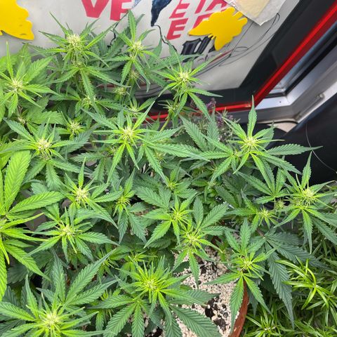 gorilla cookies auto - 9l plastic - herbsoil growlog timeline photo