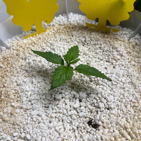 six shooter auto - 12l aero pod - light mix growlog timeline photo