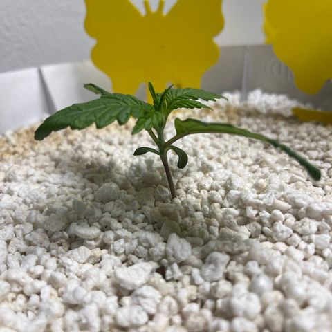 six shooter auto - 12l aero pod - light mix growlog timeline photo