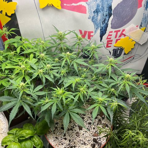 gorilla cookies auto - 9l plastic - herbsoil growlog photo: looking good ❤️