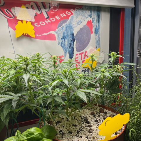 gorilla cookies auto - 9l plastic - herbsoil growlog photo: looking good ❤️