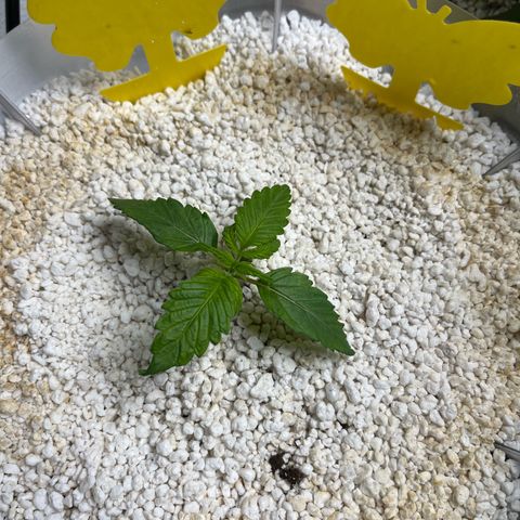 six shooter auto - 12l aero pod - light mix growlog timeline photo
