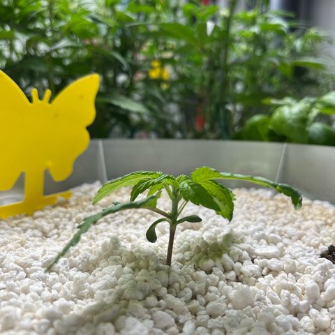 six shooter auto - 12l aero pod - light mix growlog timeline photo