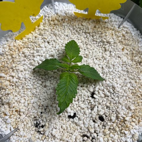 six shooter auto - 12l aero pod - light mix growlog timeline photo