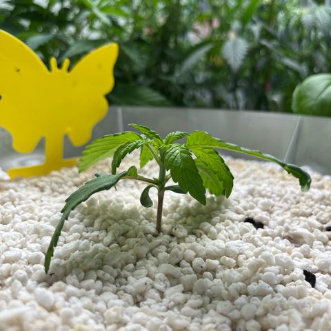six shooter auto - 12l aero pod - light mix growlog timeline photo
