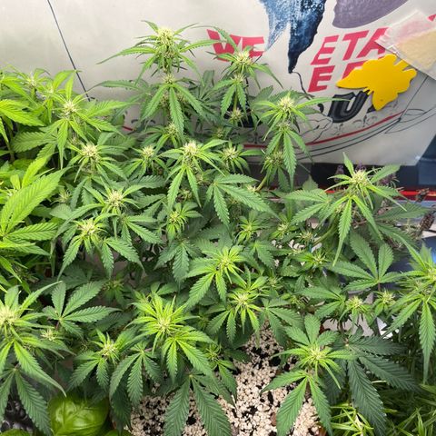 gorilla cookies auto - 9l plastic - herbsoil growlog timeline photo