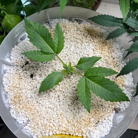 six shooter auto - 12l aero pod - light mix growlog photo: topped