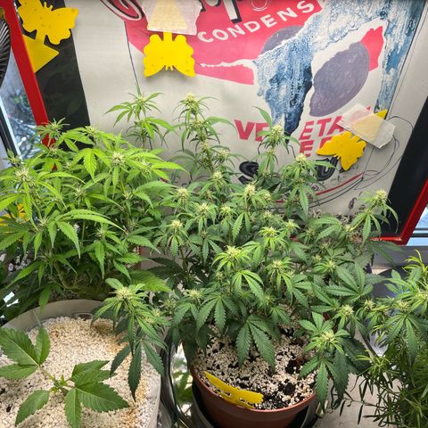 gorilla cookies auto - 9l plastic - herbsoil growlog timeline photo