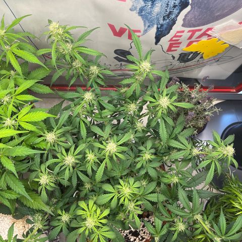 gorilla cookies auto - 9l plastic - herbsoil growlog timeline photo