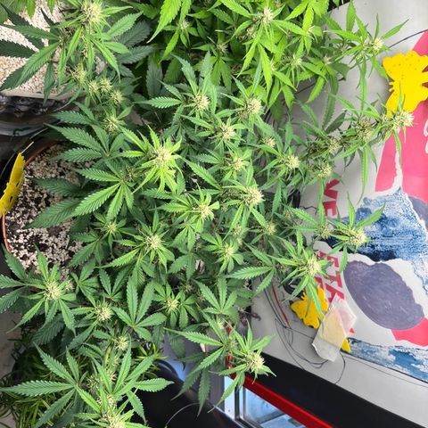 gorilla cookies auto - 9l plastic - herbsoil growlog timeline photo