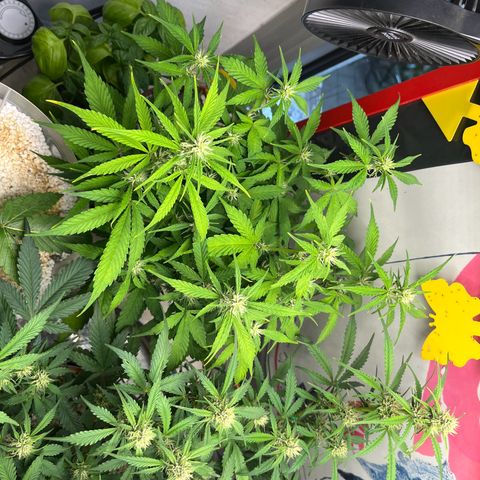 gorilla cookies auto - 9l plastic - herbsoil growlog timeline photo