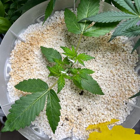 six shooter auto - 12l aero pod - light mix growlog timeline photo